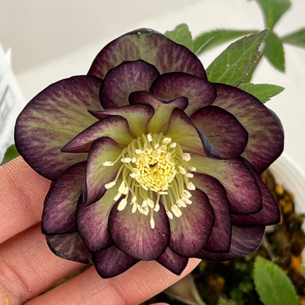 松村ナーセリーさんのクリスマスローズ：26-68ダブル／4号ポット【現品販売】