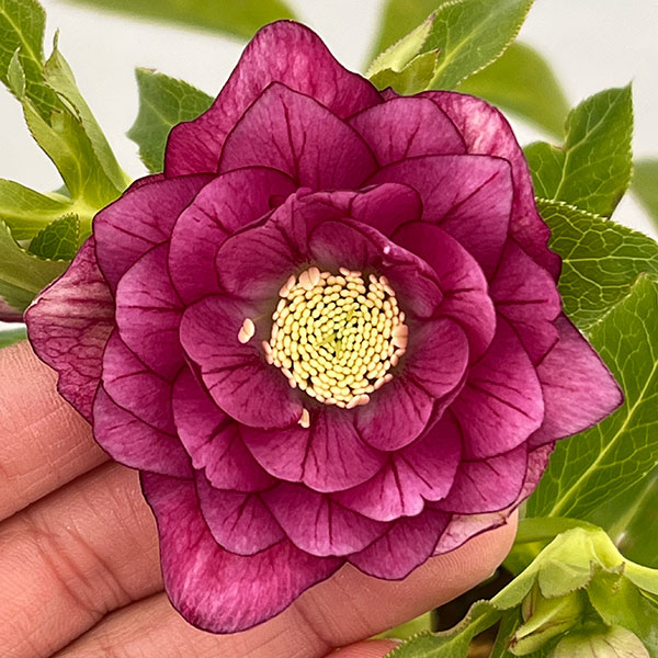 松村ナーセリーさんのクリスマスローズ：26-73ダブル　フルーツドロップス／5号ポット【現品販売】