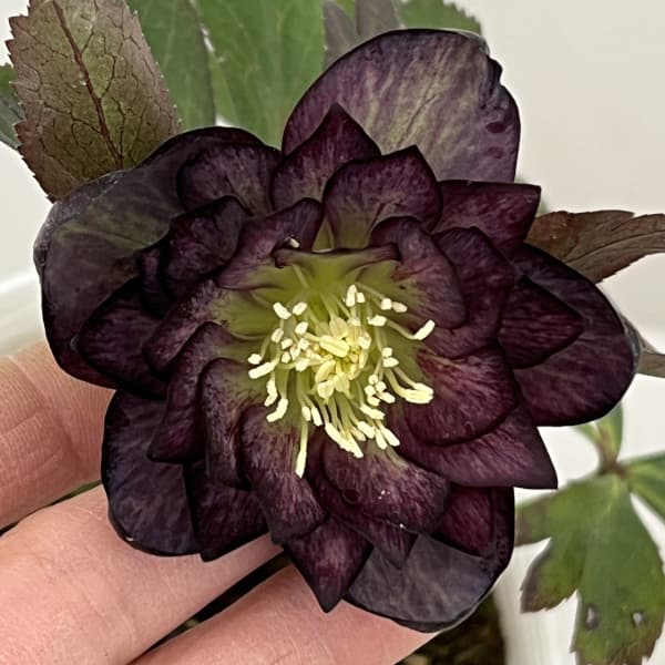 松村ナーセリーさんのクリスマスローズ：26-74ダブル　フルーツドロップス／4号ポット【現品販売】