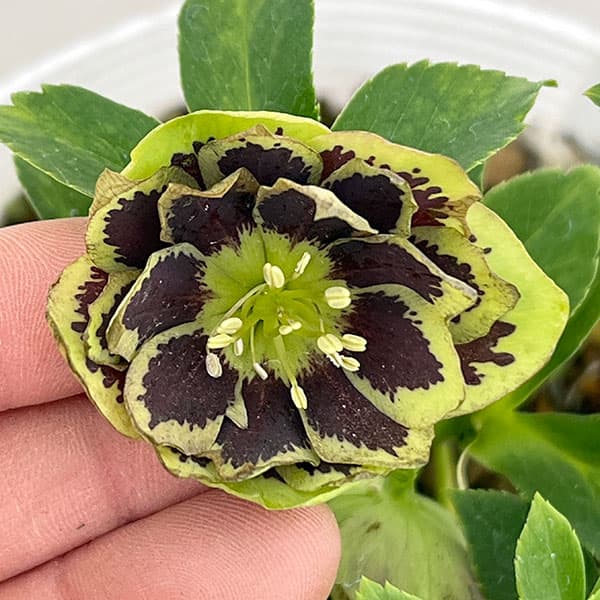 松村ナーセリーさんのクリスマスローズ：26-76ダブル　グリーンブロッチ／5号ポット【現品販売】