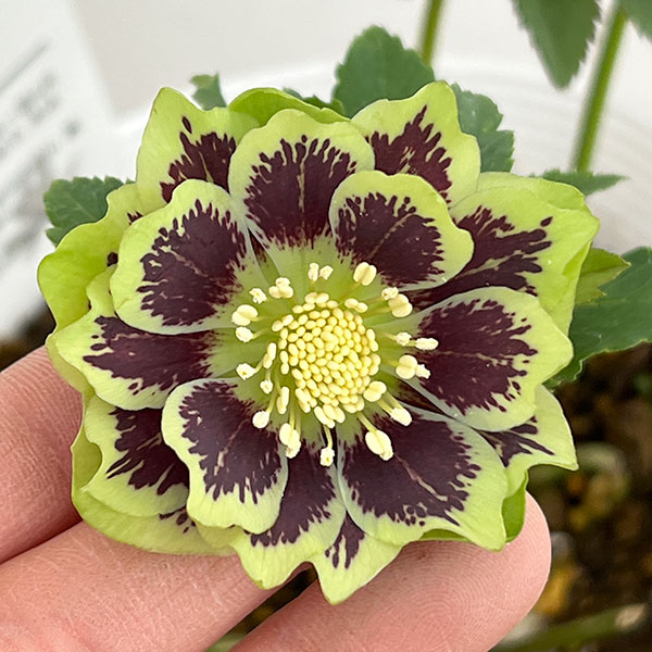 松村ナーセリーさんのクリスマスローズ：26-77ダブル　グリーンブロッチ／5号ポット【現品販売】