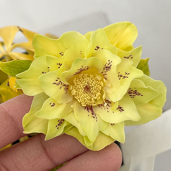 松村ナーセリーさんのクリスマスローズ：26-83ダブル　グリーンゴールド（小輪オドルス交配）／4.5号ポット【現品販売】