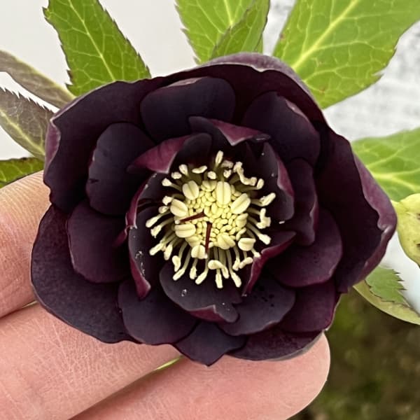 松村ナーセリーさんのクリスマスローズ：26-85ダブル　フルーツドロップス／4号ロングポット【現品販売】