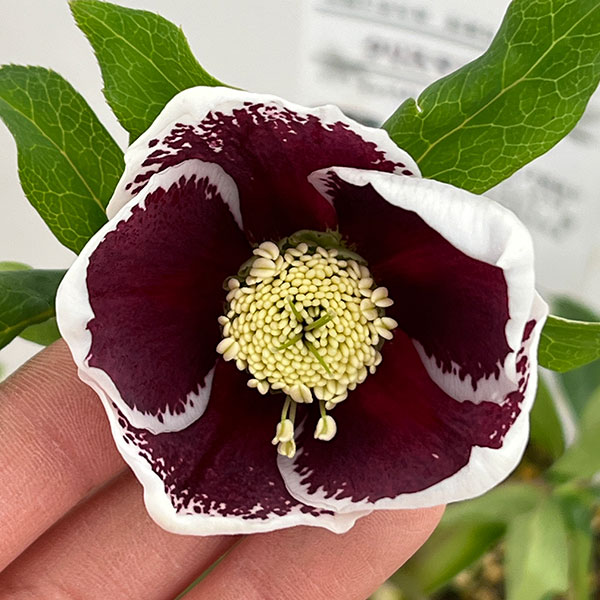 松村ナーセリーさんのクリスマスローズ：26-90シングル　ホワイトブロッチ／5号ポット【現品販売】