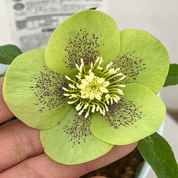 松村ナーセリーさんのクリスマスローズ：26-92/シングル　グリーンスポット４号ロングポット【現品販売】