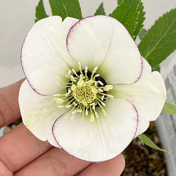 松村ナーセリーさんのクリスマスローズ：26-96シングル　ホワイトピコティ/４号ロングポット【現品販売】