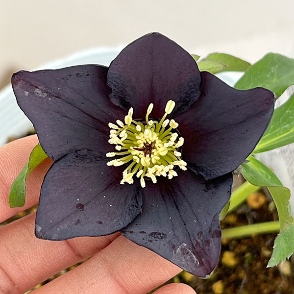 松村ナーセリーさんのクリスマスローズ：26-99シングル　ブラック/４号ロングポット【現品販売】