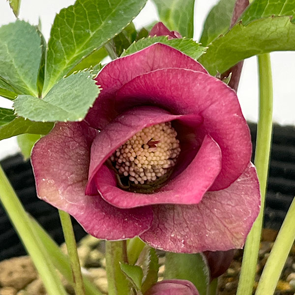 松村ナーセリーさんのクリスマスローズ：26-100シングル　ローズ系/4.5号ロングポット【現品販売】