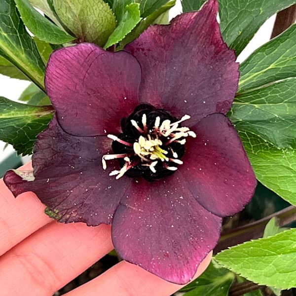 クリスマスローズ：ベルギー育種　セミダブルブラック26-02／4.5号ポット【現品販売】