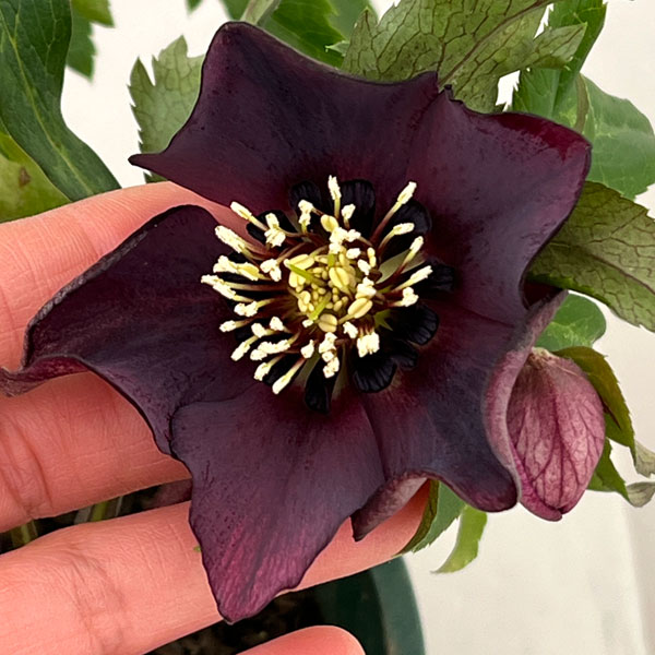 クリスマスローズ：ベルギー育種　セミダブルブラック26-03／4.5号ポット【現品販売】