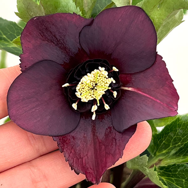 クリスマスローズ：ベルギー育種　セミダブルブラック26-04／4.5号ポット【現品販売】