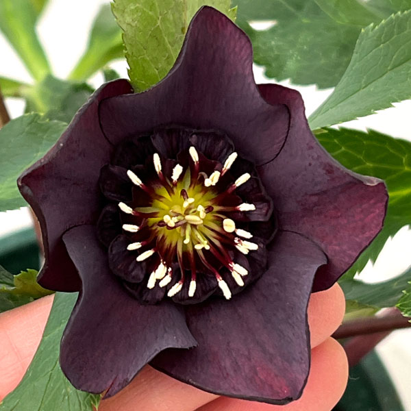 クリスマスローズ：ベルギー育種　セミダブルブラック26-05／4.5号ポット【現品販売】