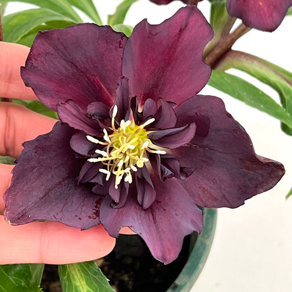 クリスマスローズ：ベルギー育種　セミダブルブラック26-07／4.5号ポット【現品販売】