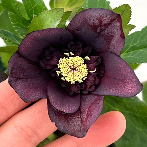 クリスマスローズ：ベルギー育種　セミダブルブラック26-08／4.5号ポット【現品販売】