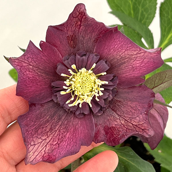 クリスマスローズ：ベルギー育種　セミダブルブラック26-09／4.5号ポット【現品販売】