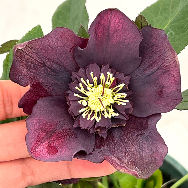 クリスマスローズ：ベルギー育種　セミダブルブラック26-10／4.5号ポット【現品販売】