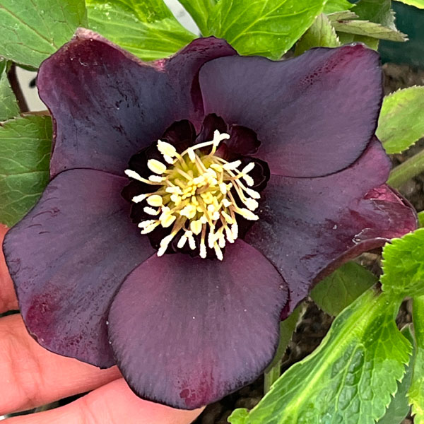 クリスマスローズ：ベルギー育種　セミダブルブラック26-11／4.5号ポット【現品販売】