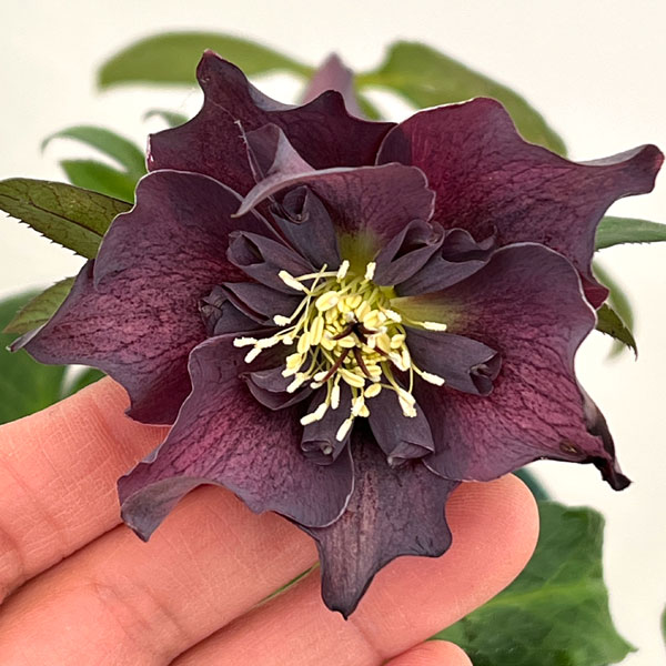 クリスマスローズ：ベルギー育種　セミダブルブラック26-12／4.5号ポット【現品販売】