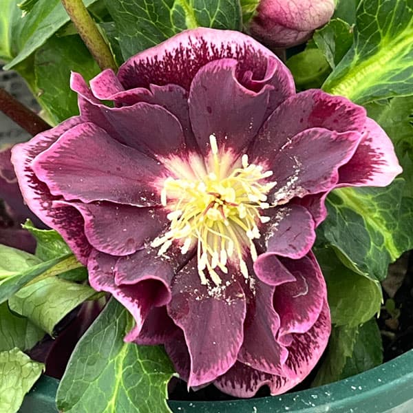 クリスマスローズ：ベルギー育種　ダブルオーバージーンホワイトエッジ26-03／4.5号ポット【現品販売】