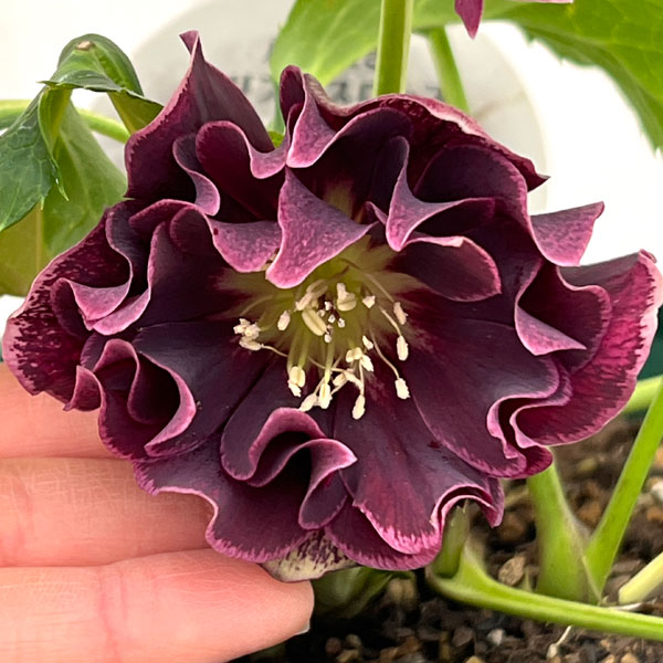 クリスマスローズ：ベルギー育種　ダブルオーバージーンホワイトエッジ26-05／4.5号ポット【現品販売】