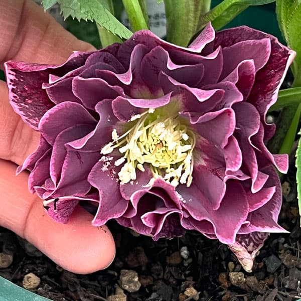 クリスマスローズ：ベルギー育種　ダブルオーバージーンホワイトエッジ26-08／4.5号ポット【現品販売】