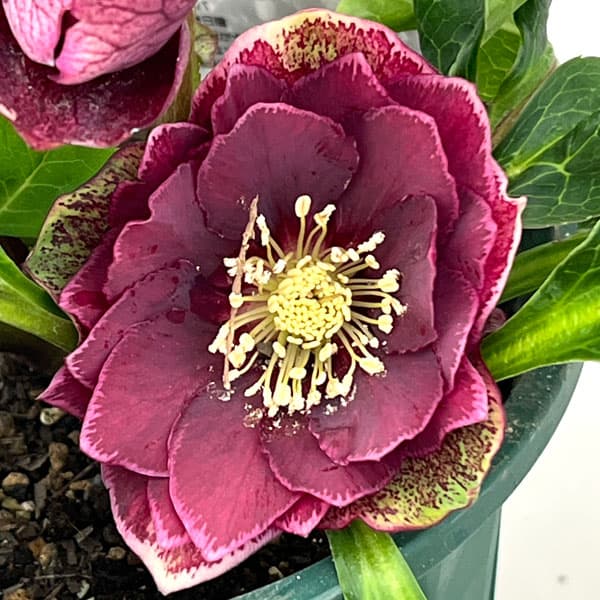 クリスマスローズ：ベルギー育種　ダブルオーバージーンホワイトエッジ26-09／4.5号ポット【現品販売】