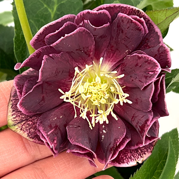 クリスマスローズ：ベルギー育種　ダブルオーバージーンホワイトエッジ26-15／4.5号ポット【現品販売】