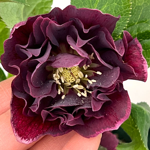 クリスマスローズ：ベルギー育種　ダブルオーバージーンホワイトエッジ26-16／4.5号ポット【現品販売】