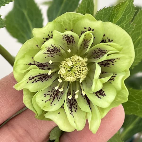 クリスマスローズ：ベルギー育種　ダブルグリーン26-02／4.5号ポット【現品販売】