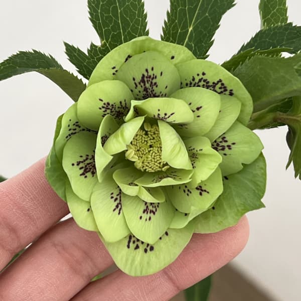 クリスマスローズ：ベルギー育種　ダブルグリーン26-05／4.5号ポット【現品販売】