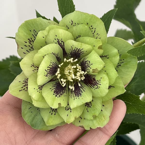 クリスマスローズ：ベルギー育種　ダブルグリーン26-06／4.5号ポット【現品販売】