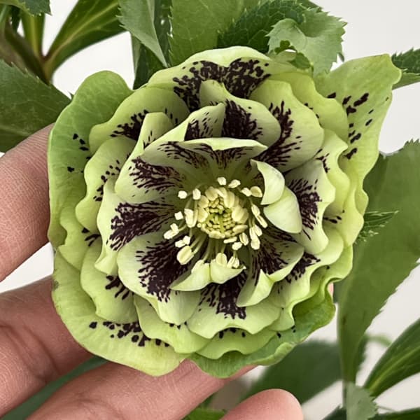 クリスマスローズ：ベルギー育種　ダブルグリーン26-07／4.5号ポット【現品販売】