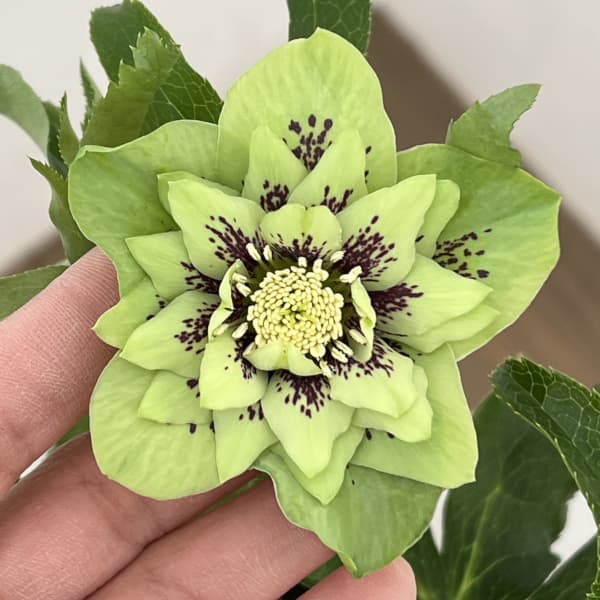 クリスマスローズ：ベルギー育種　ダブルグリーン26-08／4.5号ポット【現品販売】