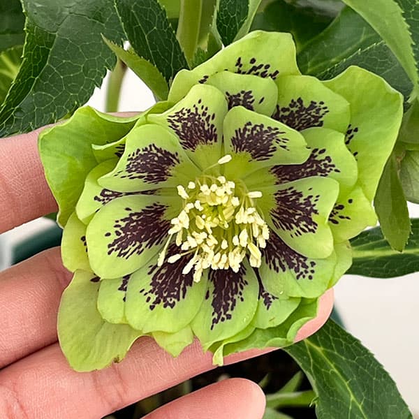 クリスマスローズ：ベルギー育種　ダブルグリーン26-09／4.5号ポット【現品販売】