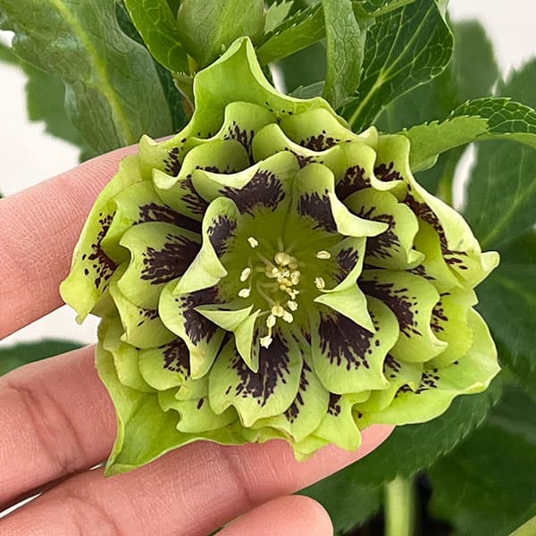 クリスマスローズ：ベルギー育種　ダブルグリーン26-10／4.5号ポット【現品販売】