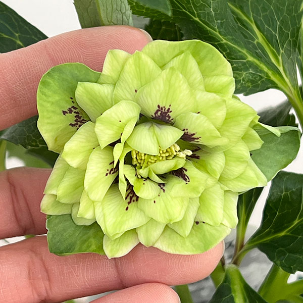 クリスマスローズ：ベルギー育種　ダブルグリーン26-11／4.5号ポット【現品販売】