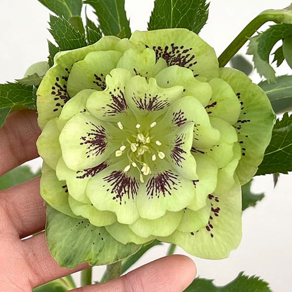 クリスマスローズ：ベルギー育種　ダブルグリーン26-13／4.5号ポット【現品販売】