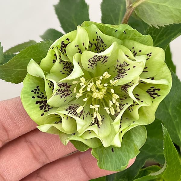 クリスマスローズ：ベルギー育種　ダブルグリーン26-16／4.5号ポット【現品販売】