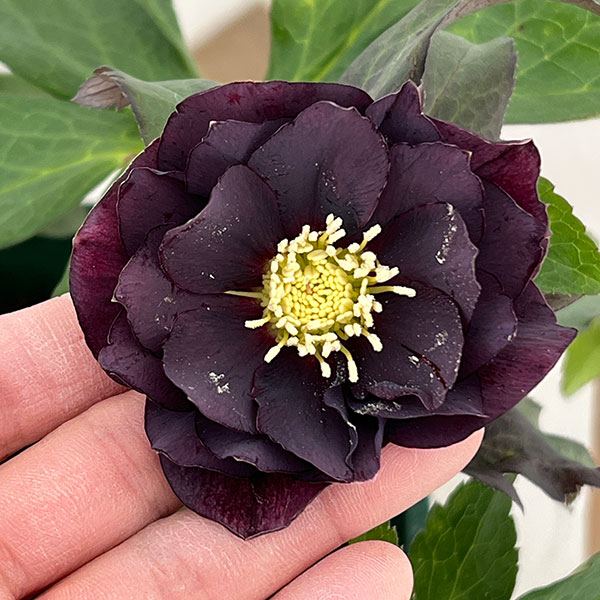 クリスマスローズ：ベルギー育種　ダブルブラック26-01／4.5号ポット【現品販売】