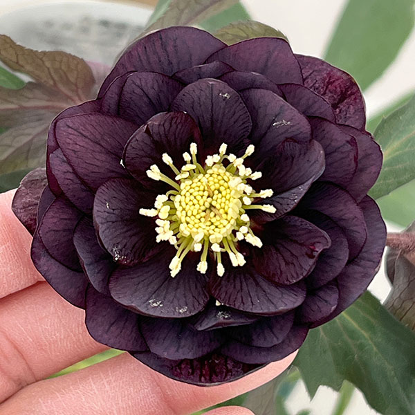 クリスマスローズ：ベルギー育種　ダブルブラック26-03／4.5号ポット【現品販売】