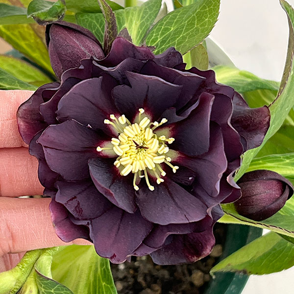 クリスマスローズ：ベルギー育種　ダブルブラック26-07／4.5号ポット【現品販売】