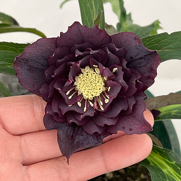 クリスマスローズ：ベルギー育種　ダブルブラック26-09／4.5号ポット【現品販売】