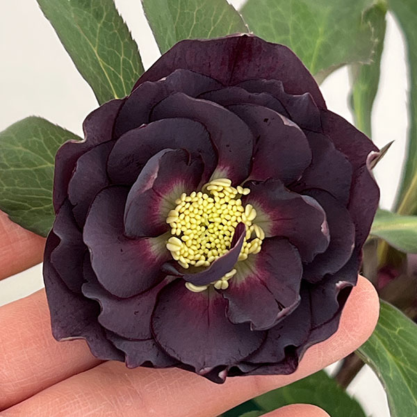 クリスマスローズ：ベルギー育種　ダブルブラック26-14／4.5号ポット【現品販売】