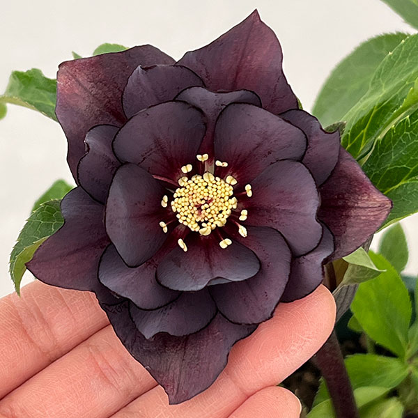 クリスマスローズ：ベルギー育種　ダブルブラック26-16／4.5号ポット【現品販売】