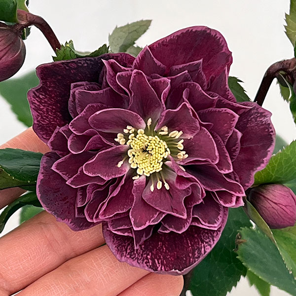 クリスマスローズ：ベルギー育種　ダブルレッドホワイトエッジ26-01／4.5号ポット【現品販売】