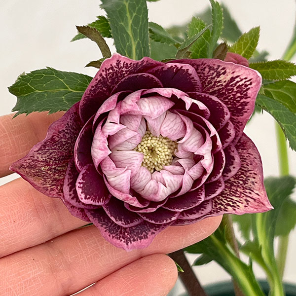 クリスマスローズ：ベルギー育種　ダブルレッドホワイトエッジ26-04／4.5号ポット【現品販売】