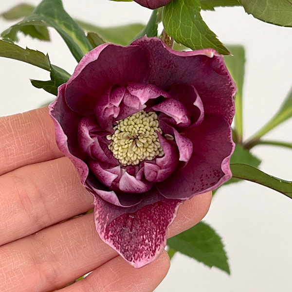 クリスマスローズ：ベルギー育種　ダブルレッドホワイトエッジ26-05／4.5号ポット【現品販売】