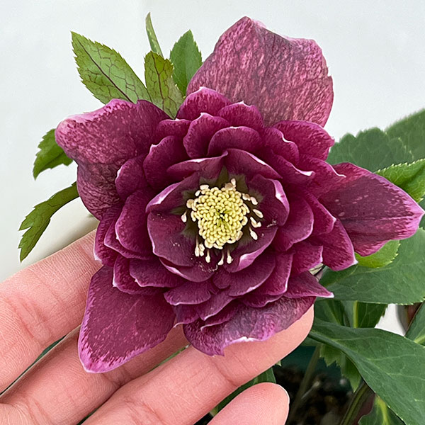 クリスマスローズ：ベルギー育種　ダブルレッドホワイトエッジ26-06／4.5号ポット【現品販売】