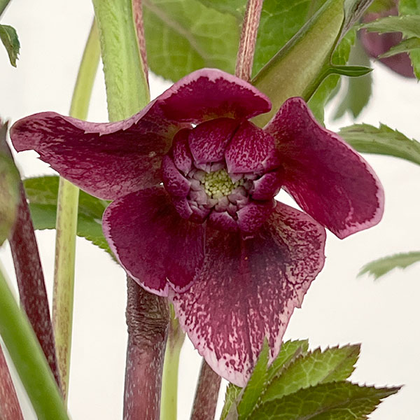 クリスマスローズ：ベルギー育種　ダブルレッドホワイトエッジ26-08／4.5号ポット【現品販売】