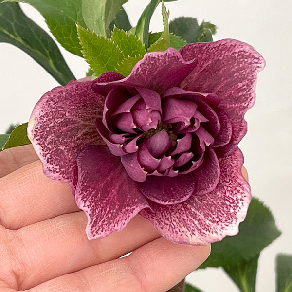 クリスマスローズ：ベルギー育種　ダブルレッドホワイトエッジ26-09／4.5号ポット【現品販売】